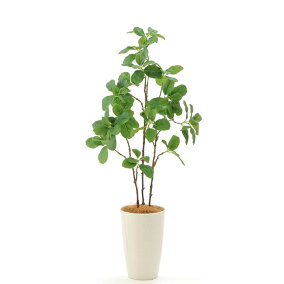 楽天市場 人工観葉植物 人気ランキング1位 売れ筋商品 楽天市場 人工観葉植物 人気ランキング1位 売れ筋商品